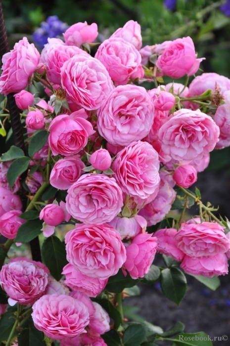 Роза флорибунда `Помпонелла`, Rosa (F) `Pomponella`