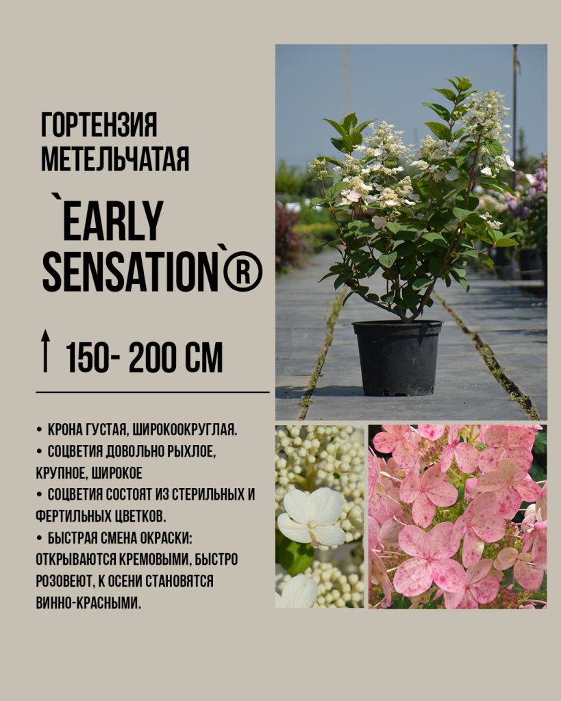 Гортензия метельчатая 'Эрли Сенсейшн' (Hydrangea paniculata Early Sensation) — первый сорт, зацветающий в июне. Осенью соцветия и листва становятся насыщенно-бордовыми.