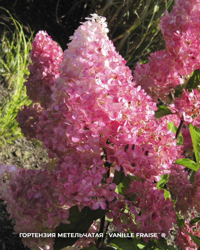 `Vanille Fraise`® `Vanille Fraise`®