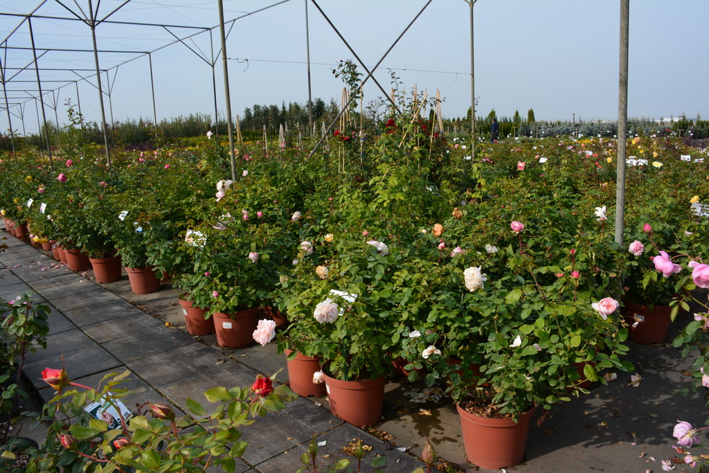 Розы в С15 на садовом центре питомника