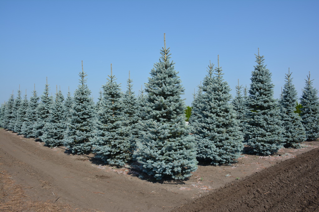 Ели омск. Ель колючая Omega. Ель колючая Picea pungens. Picea pungens Omega. Ель колючая `Омега`, Picea pungens `Omega`.