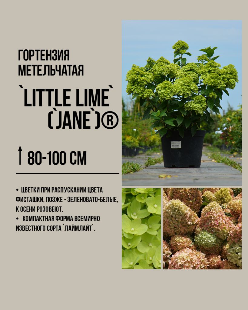 Литл лайм Little Lime