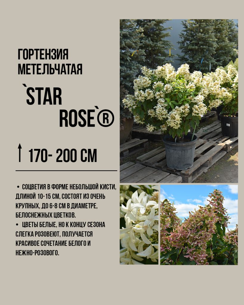 Гортензия метельчатая 'Стар Роуз' (Hydrangea paniculata Star Rose) с ажурными кружевными соцветиями нежного розово-сиреневого оттенка. Утонченный сорт для изысканных ландшафтов.