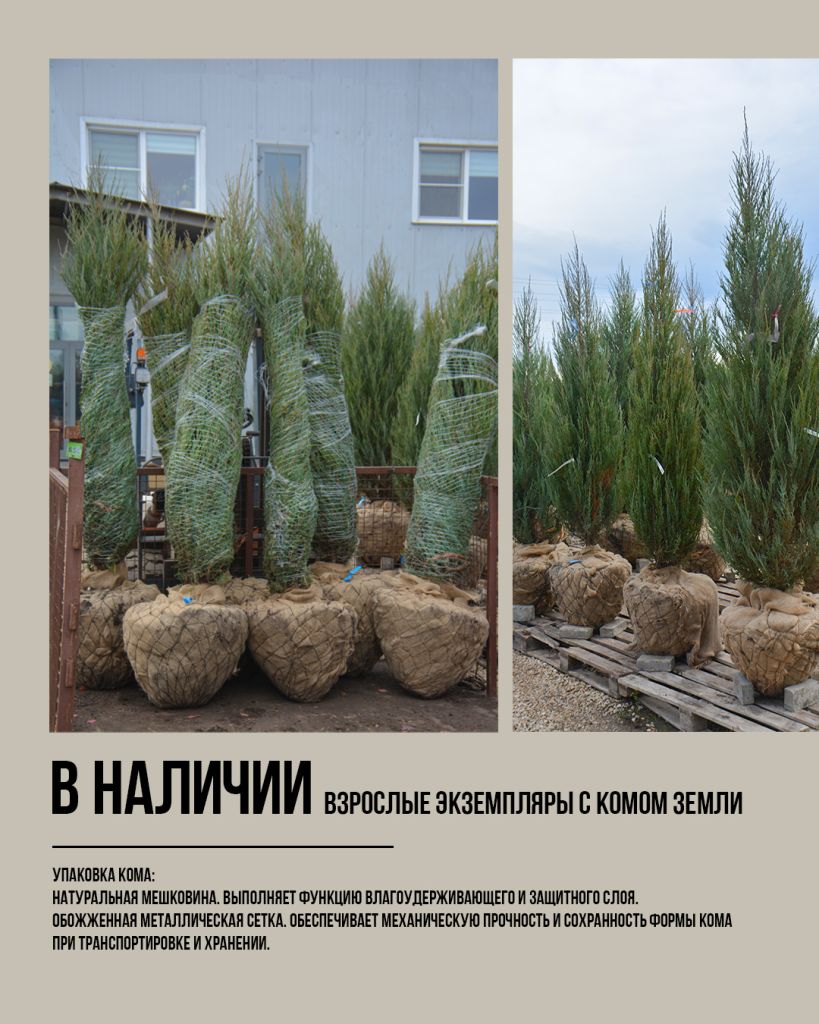 крупномеры оптом скальный можжевельник крупномеры оптом скальный можжевельник