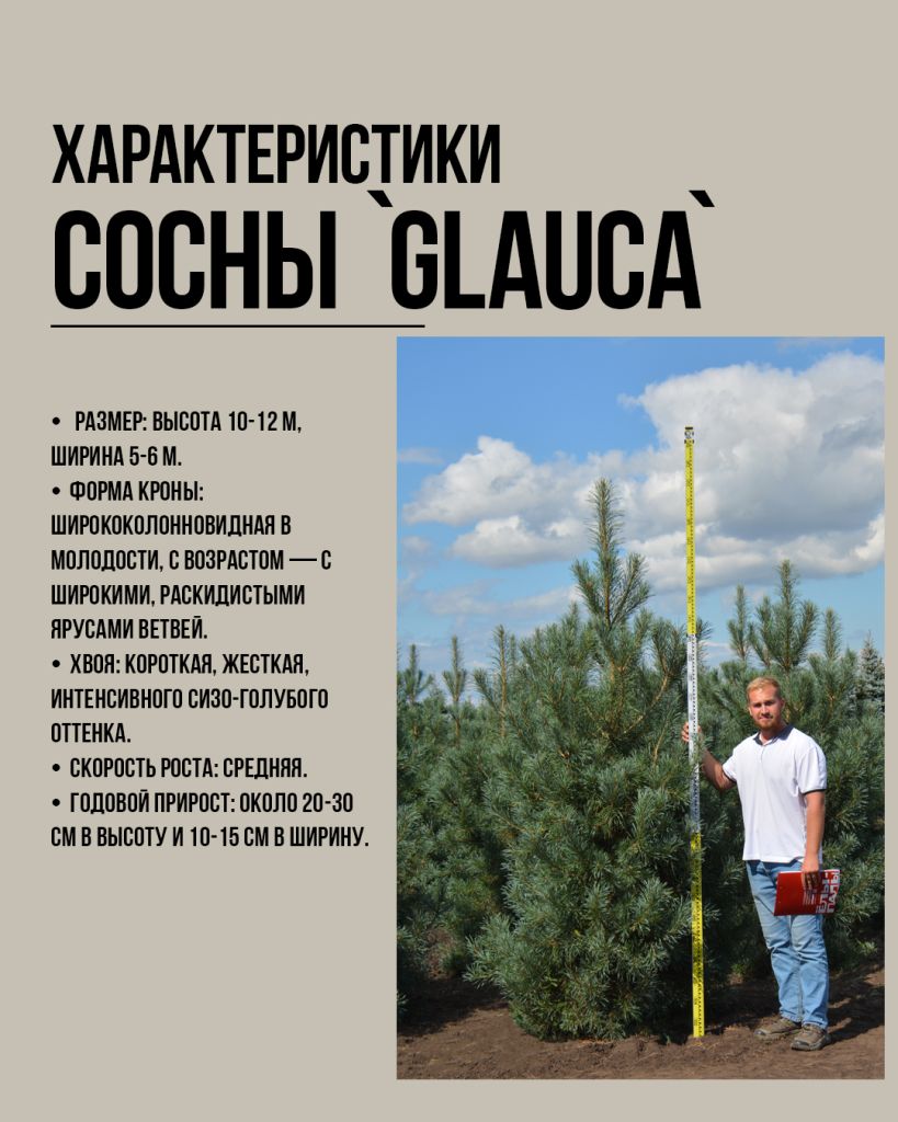 Сосна обыкновенная `Глаука` Pinus sylvestris `Glauca` Сосна обыкновенная `Глаука` Pinus sylvestris `Glauca`