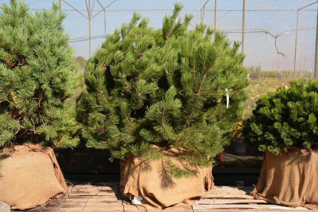 Сосна горная ф. древовидная, Pinus uncinata_2020.10.01 (1).JPG