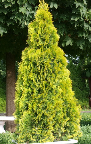 Thuja-occidentalis-Golden-Smaragd-.jpg