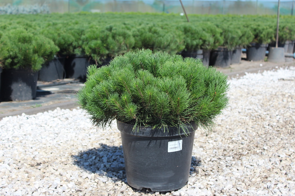 Pinus mugo var. pumilio (3).JPG