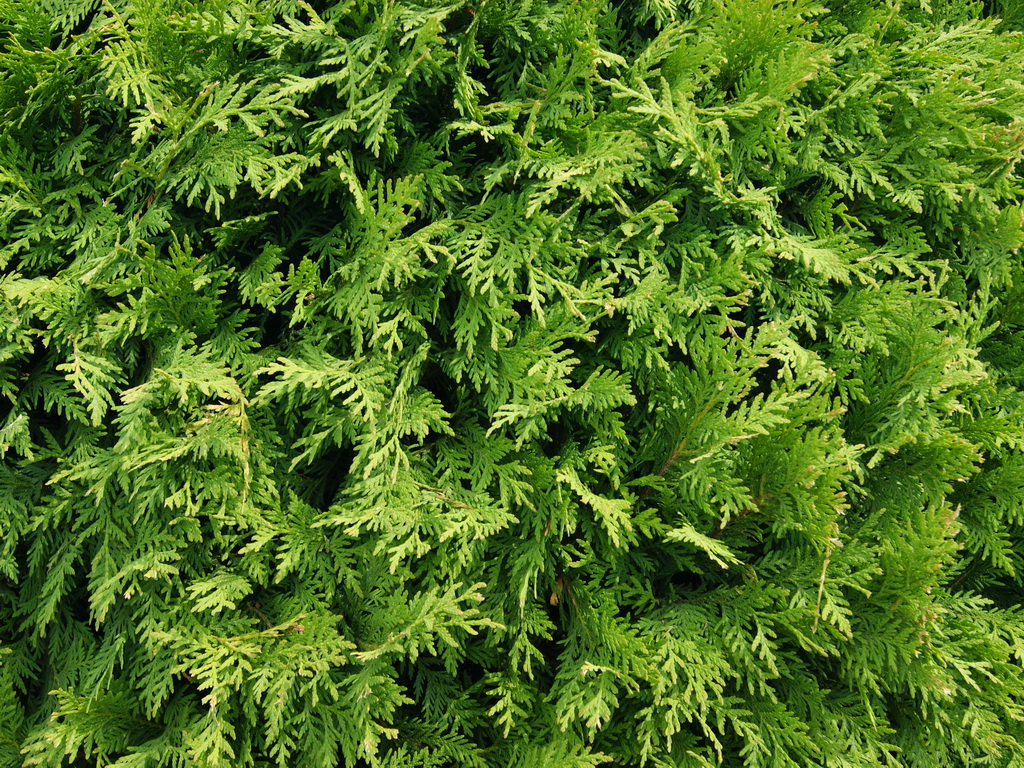 Thuja occidentalis `Woodwardii`(13).JPG