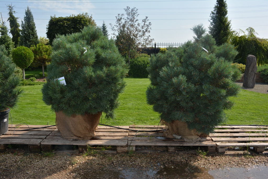 Borovice lesní `Chantry Blue`, Pinus sylvestris `Chantry Blue` (3).JPG