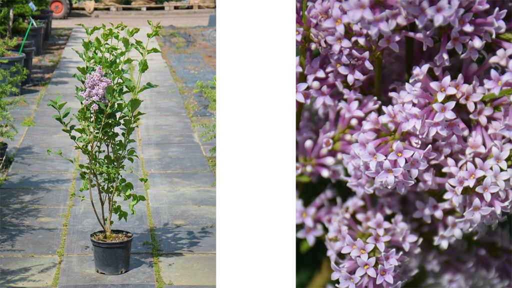 Syringa josikaea сирень Венгерская, сирень для городского озеленения, сирень оптом Syringa josikaea сирень Венгерская, сирень для городского озеленения, сирень оптом