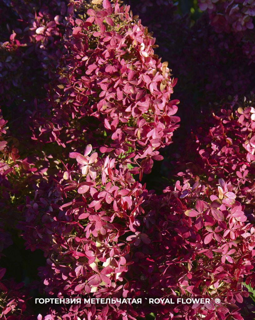 `Royal Flower`® `Royal Flower`®