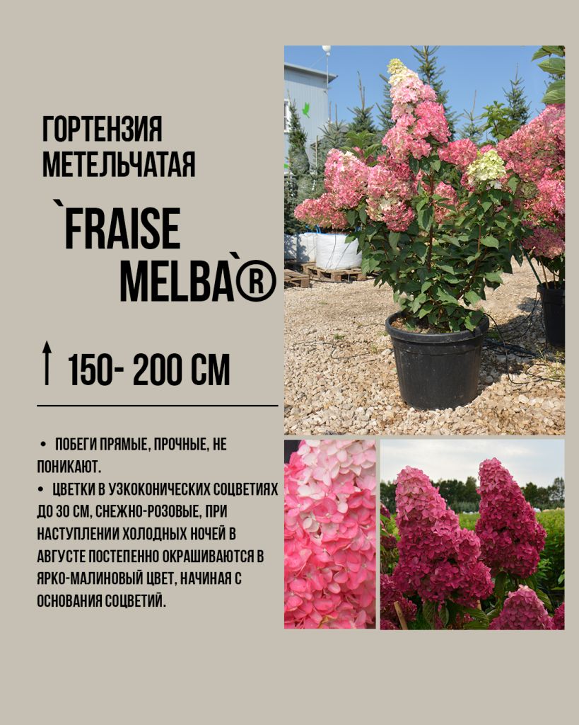Гортензия метельчатая 'Фрайз Мельба' (Hydrangea paniculata Fraise Melba) с контрастными двухцветными соцветиями, напоминающими клубнику со сливками. Яркий популярный сорт.