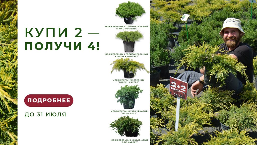 2 можжевельника в подарок в ЁЛЫ-ПАЛЫ 2 можжевельника в подарок в ЁЛЫ-ПАЛЫ