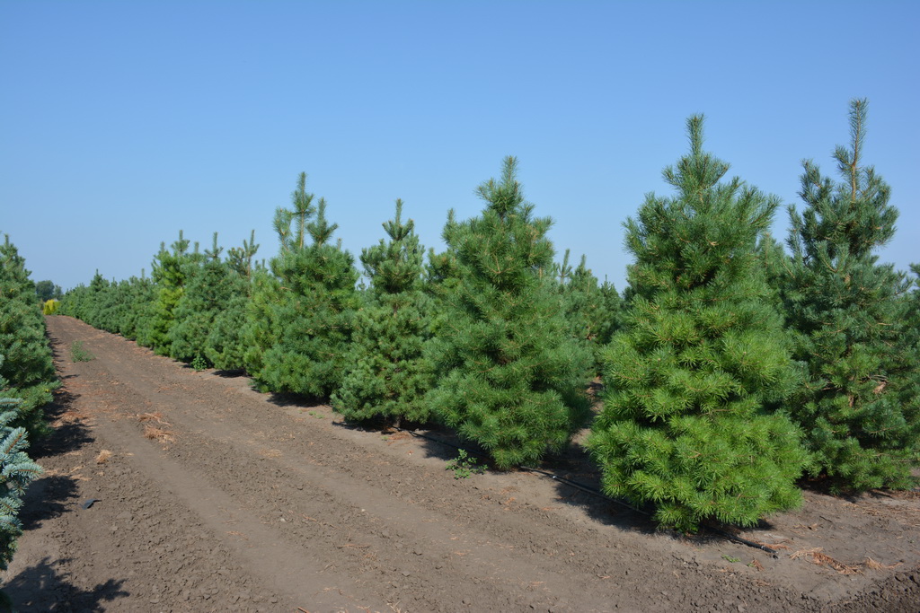 Сосна обыкновенная, Pinus sylvestris_8п_2020.08.06 (5).JPG