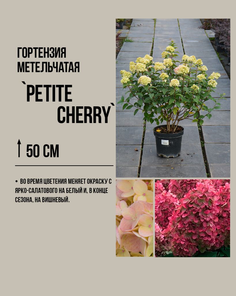 Петит черри Petite Cherry