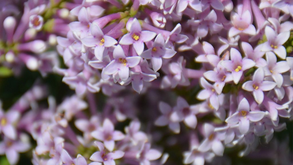 Syringa josikaea сирень Венгерская, сирень для городского озеленения, сирень оптом Syringa josikaea сирень Венгерская, сирень для городского озеленения, сирень оптом