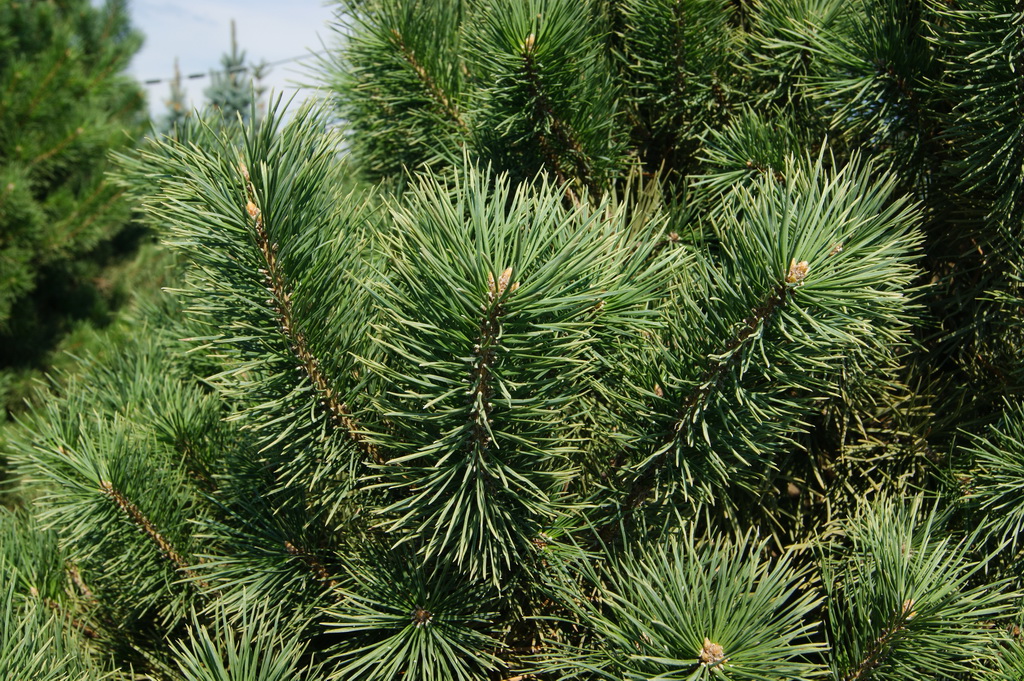 Хвоя сосны обыкновенной Pinus sylvestris(9).JPG