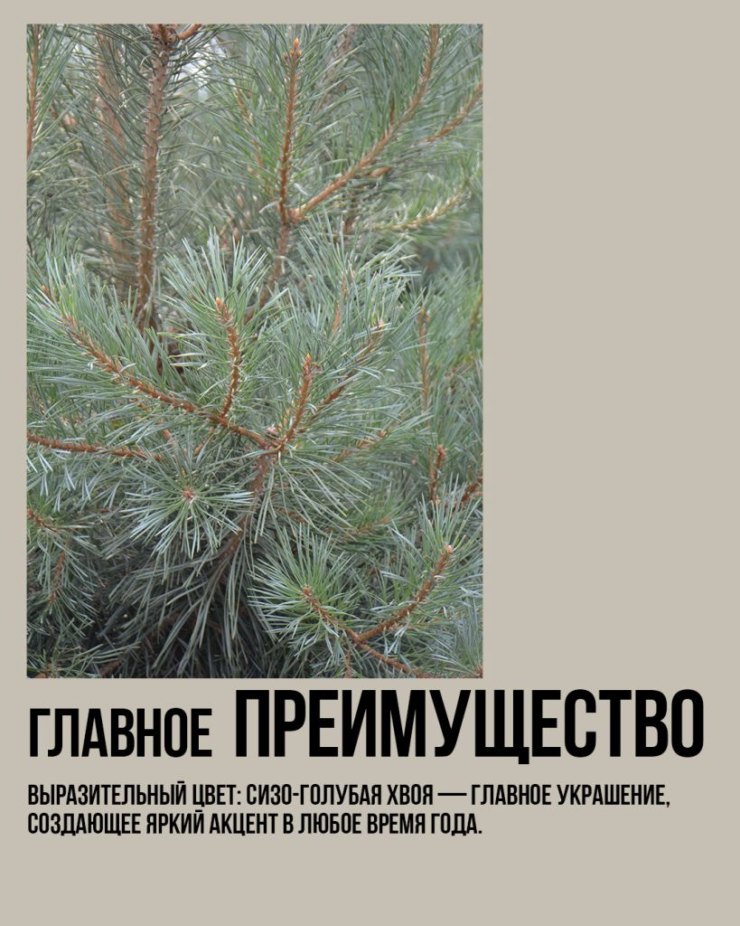 Сосна Глаука, сосна с голубыми иголками Сосна Глаука, сосна с голубыми иголками