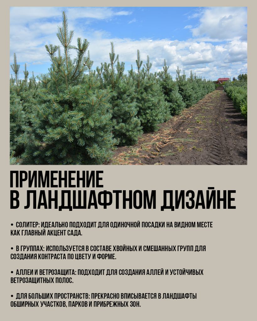 Сосна обыкновенная `Glauca` Сосна обыкновенная `Glauca`