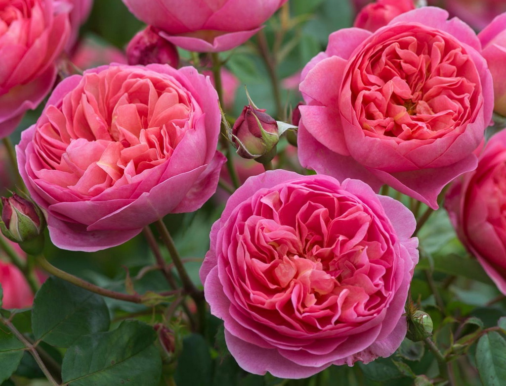 ароматные розы сорта