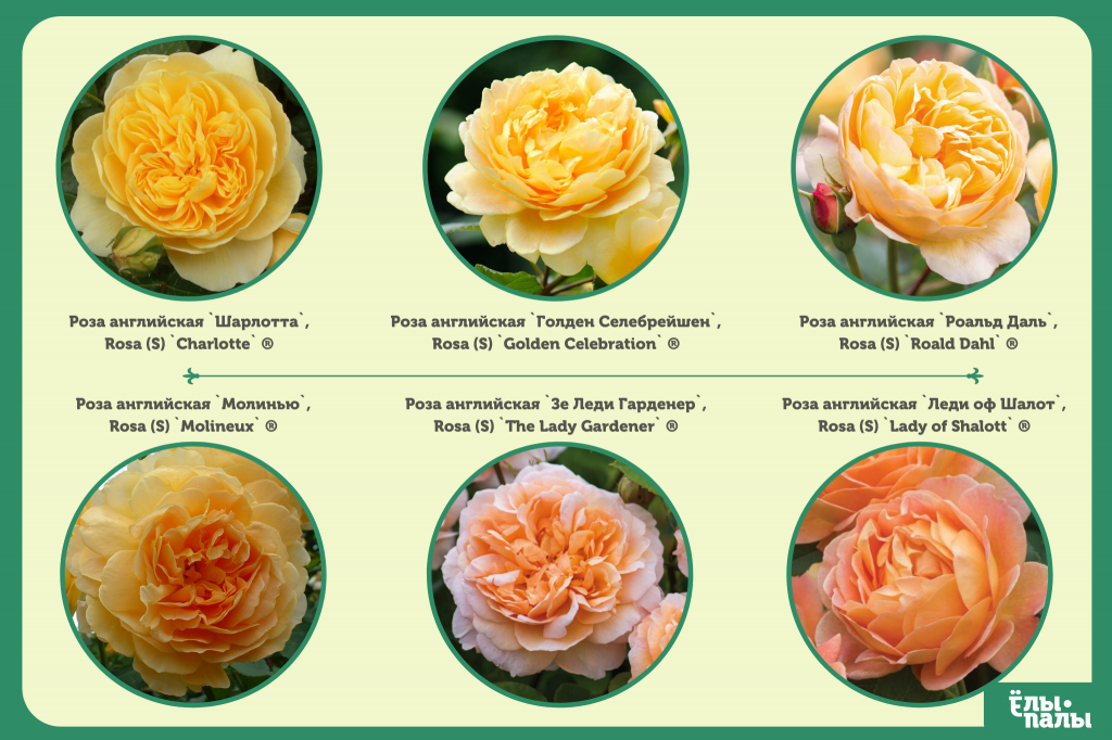 Мишкины розы питомник на весну. Английские розы Дэвида Остина таблица. Желтые розы Дэвида Остина. Английские розы Дэвида Остина желтые.