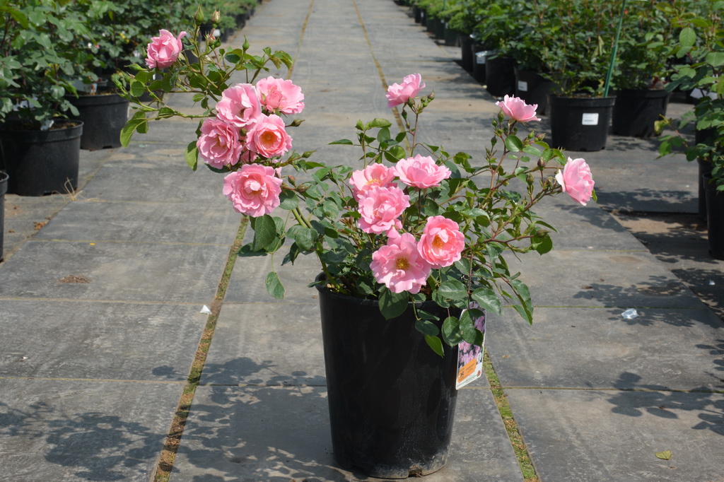 Почвопокровные розы - особенности посадки и ухода.