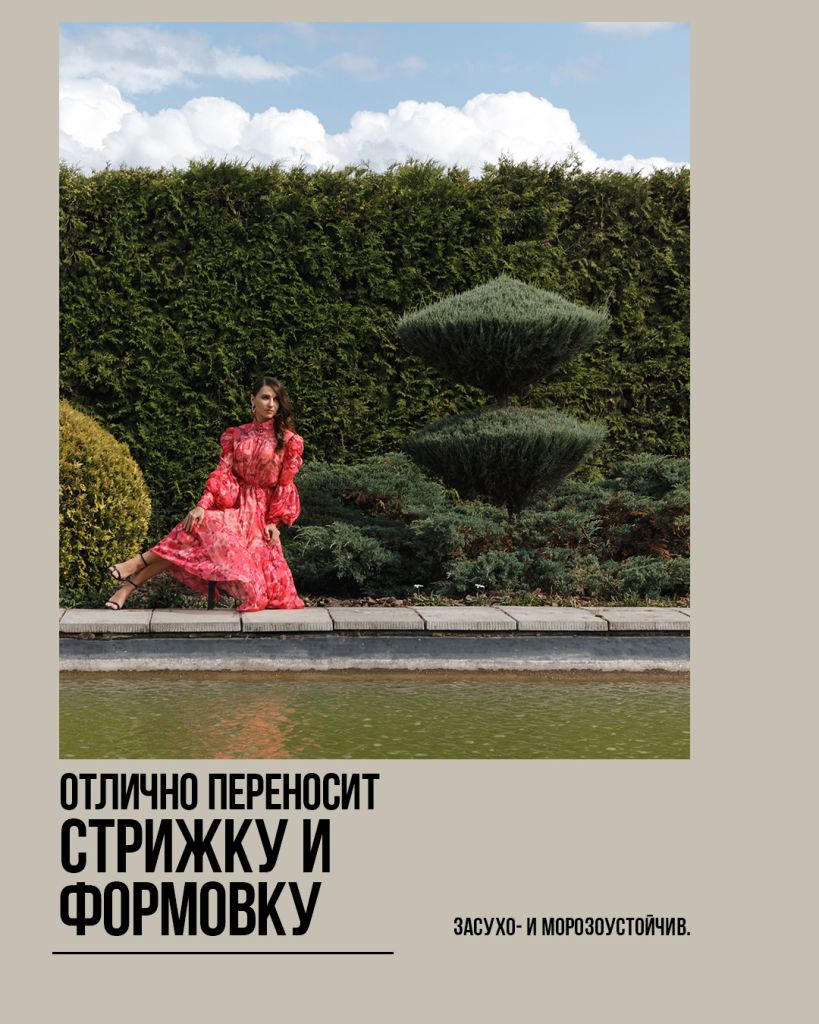 Blue Arrow, блю эрроу можжевельник скальный Blue Arrow, блю эрроу можжевельник скальный