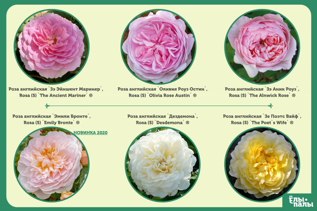 Английские кустовые розы (2).png