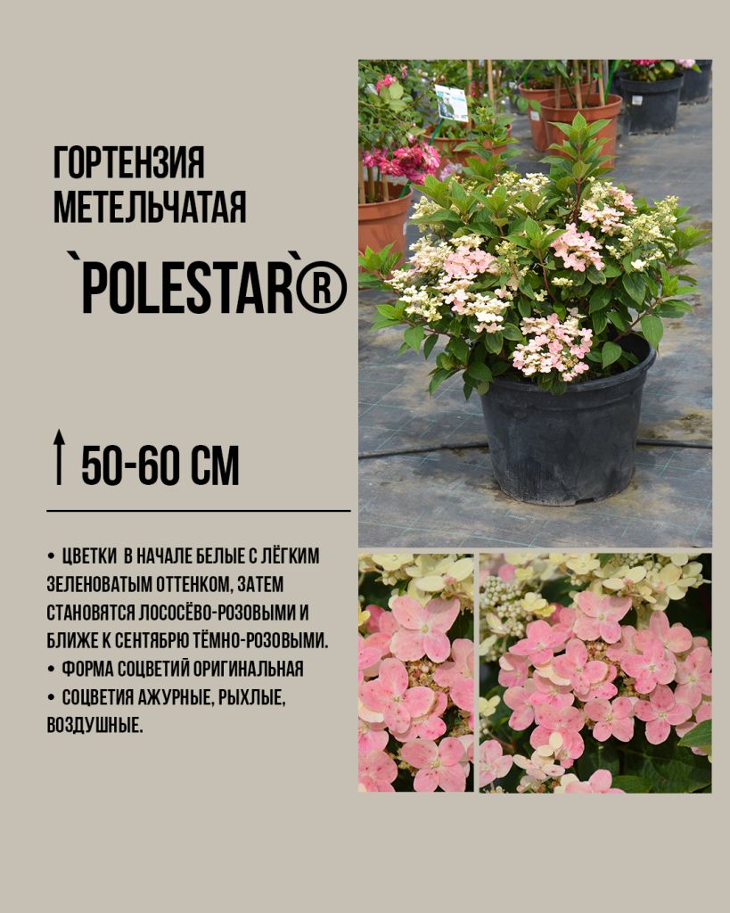 Полестар Polestar ®