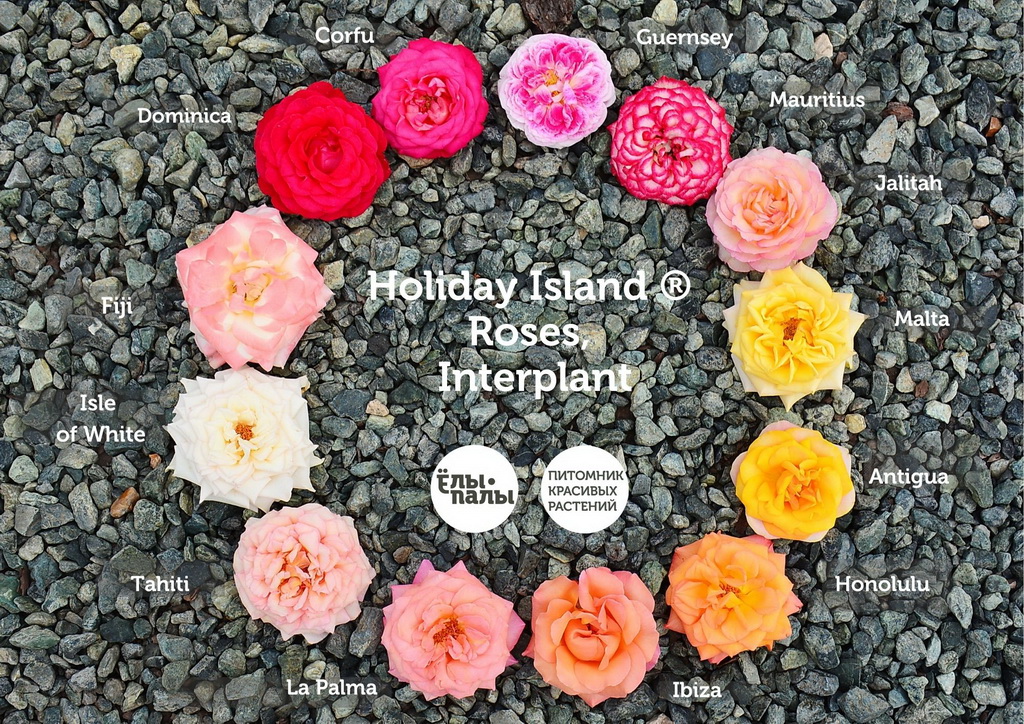 Holiday Island® Roses_2021