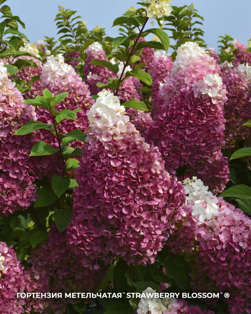 `Strawberry Blossom`® `Strawberry Blossom`®