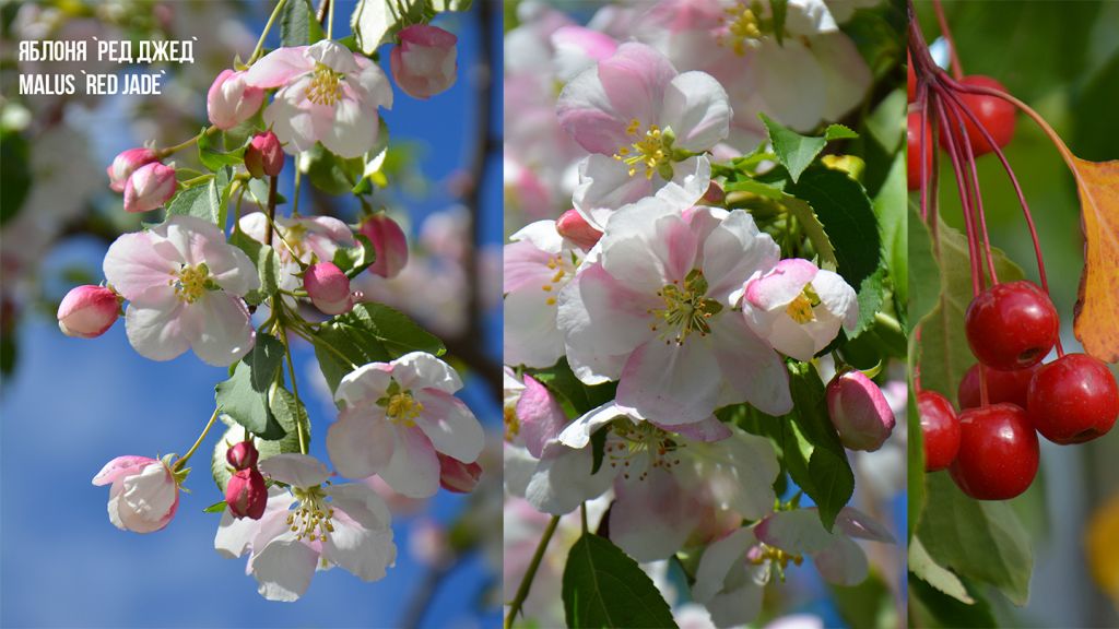 Яблоня ред джет, декоративная яблоня купить в питомнике растений, Саженцы декоративных яблонь