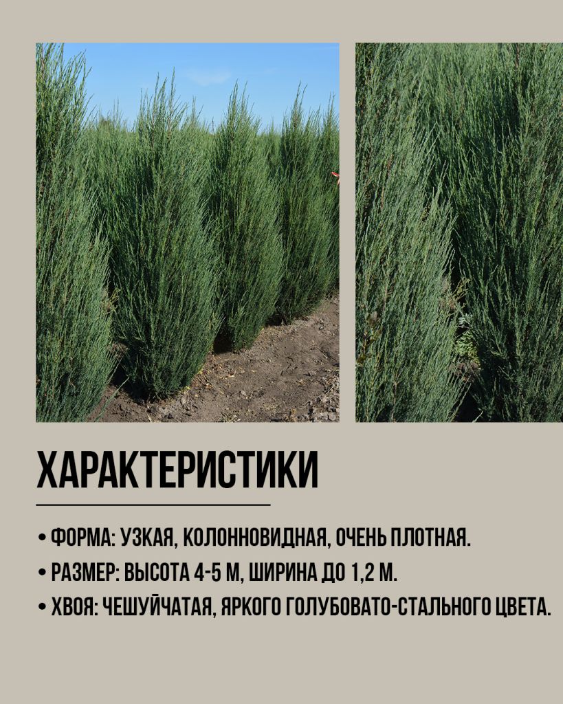 Блю эрроу характеристики Блю эрроу характеристики