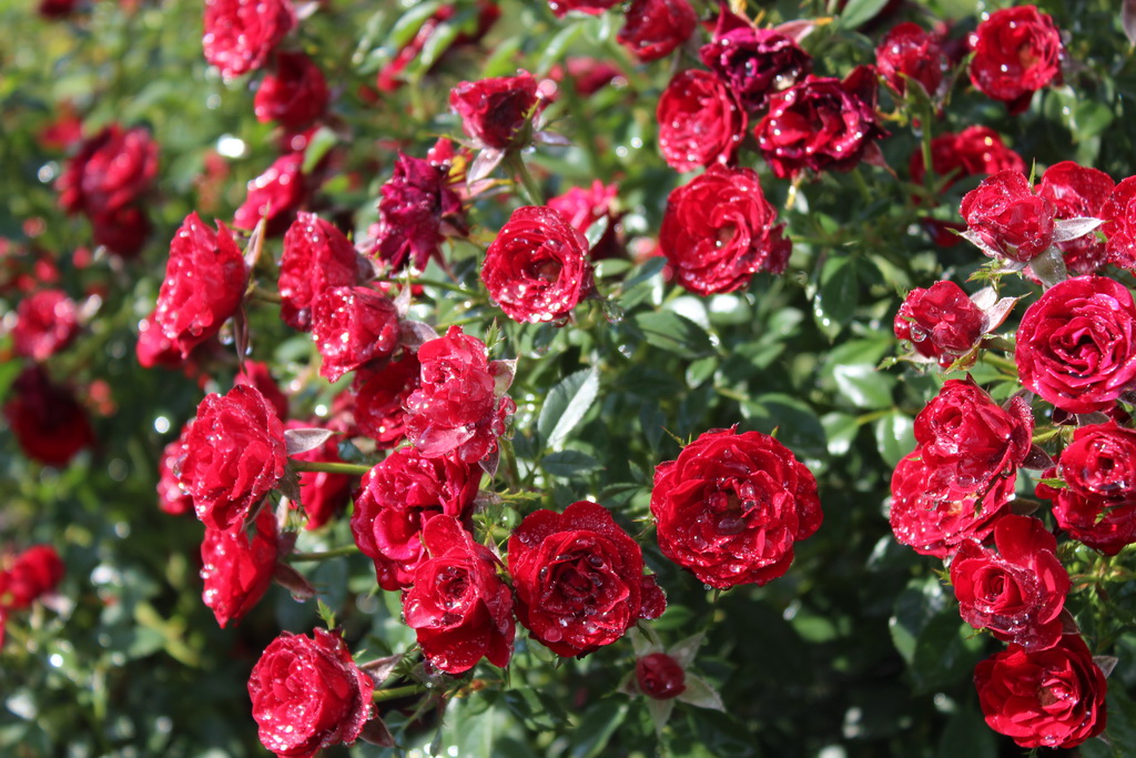 полиантовые розы фото и описание