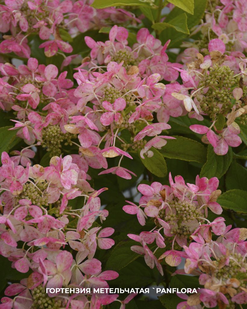 `Panflora` `Panflora`