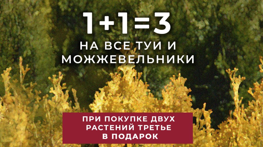 Три туи по цене двух! Скидка на туи в питомнике ЁЛЫ-ПАЛЫ Три туи по цене двух! Скидка на туи в питомнике ЁЛЫ-ПАЛЫ