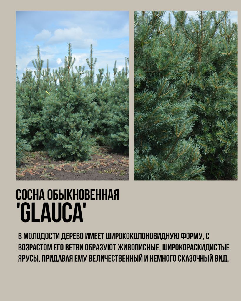 Сосна обыкновенная `Глаука` Pinus sylvestris `Glauca` Сосна обыкновенная `Глаука` Pinus sylvestris `Glauca`