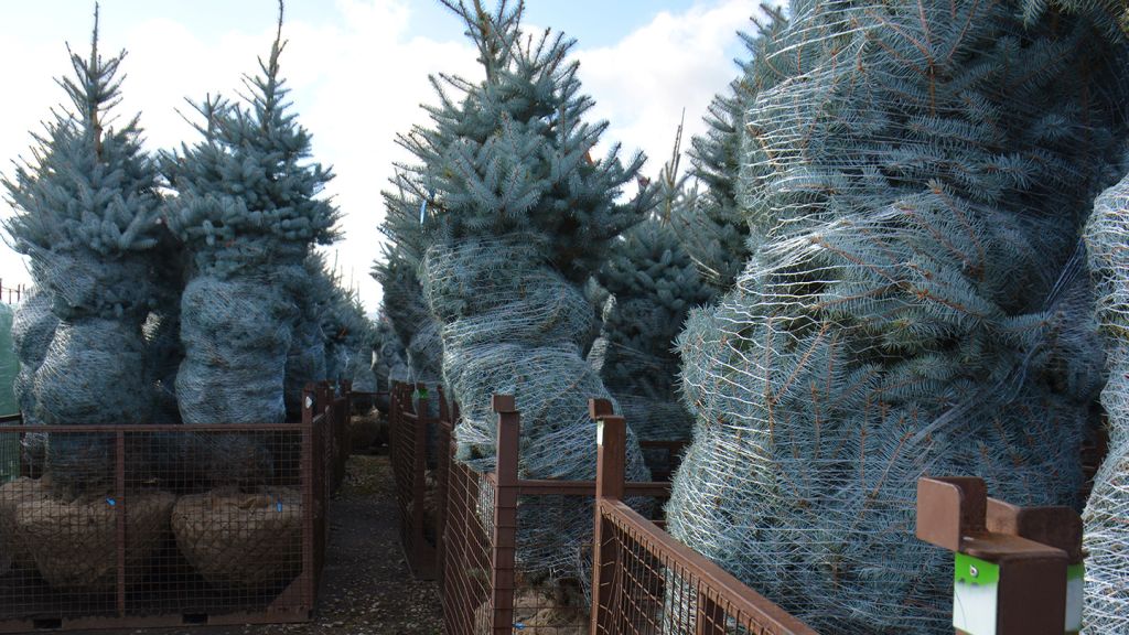 ель-на-сайт.jpg ель-на-сайт.jpg