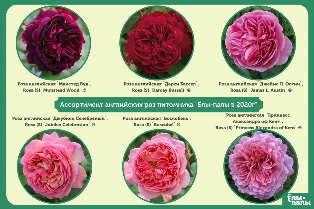 Английские кустовые розы (1).png