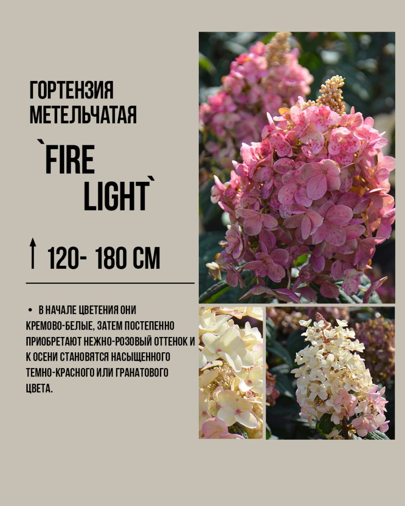 Гортензия метельчатая 'Файер Лайт' (Hydrangea paniculata Fire Light) с соцветиями, которые быстро становятся насыщенного винно-красного цвета. Один из самых ярких сортов.