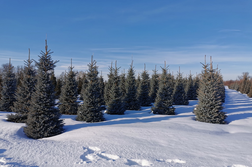 Голубые ели красноярск