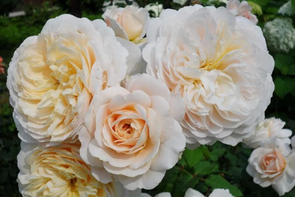 Роза английская `Crocus Rose (Emanuel)`®