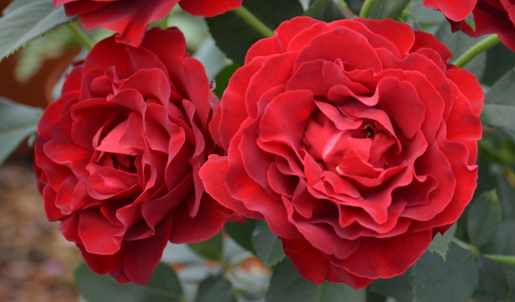 роза флорибунда красная