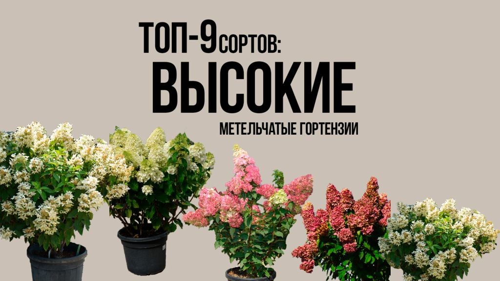 Гортензии метельчатые, высокие сорта метельчатых гортензий