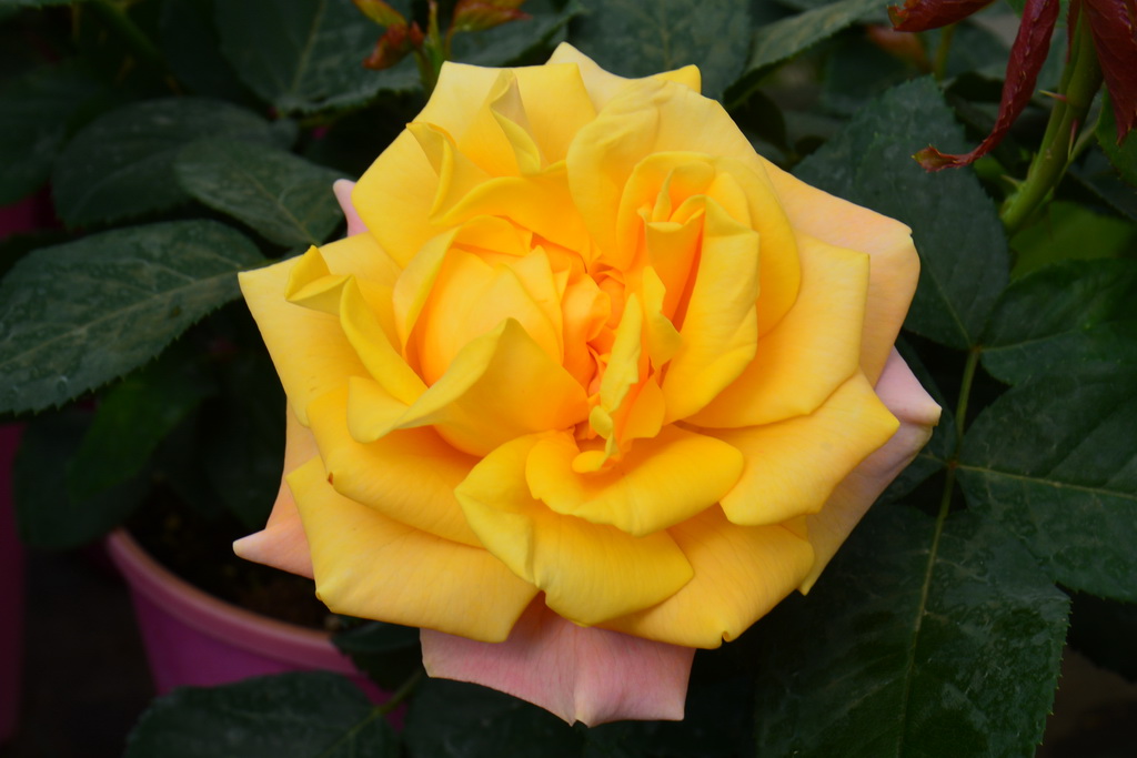 Holiday Island® Roses - островная серия роз от Interplant