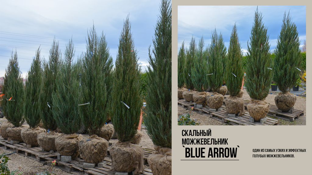 можжевельник скальный `Blue Arrow` Блю эрроу можжевельник скальный `Blue Arrow` Блю эрроу