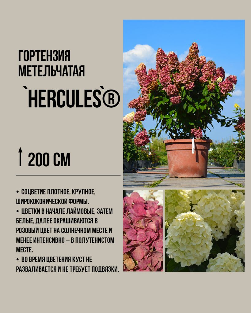 Гортензия метельчатая `Геркулес` Hydrangea paniculata `Hercules`®