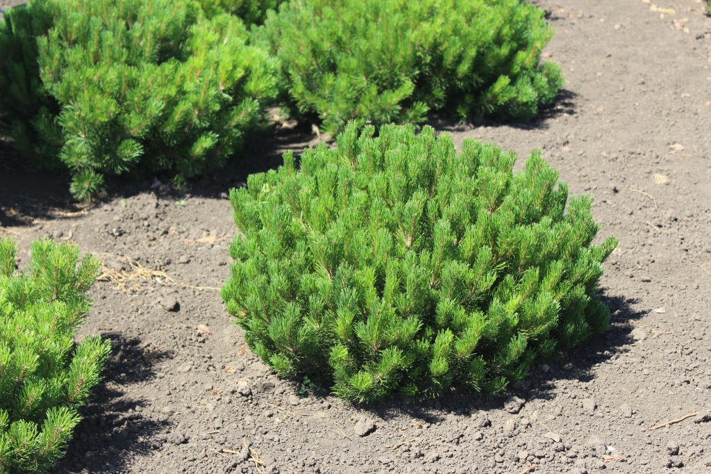 Pinus mugo var. mughus (10).JPG