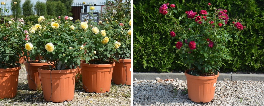 Розы английские в контейнерах С 35 на садовом центре питомника Ёлы-палы,2020г